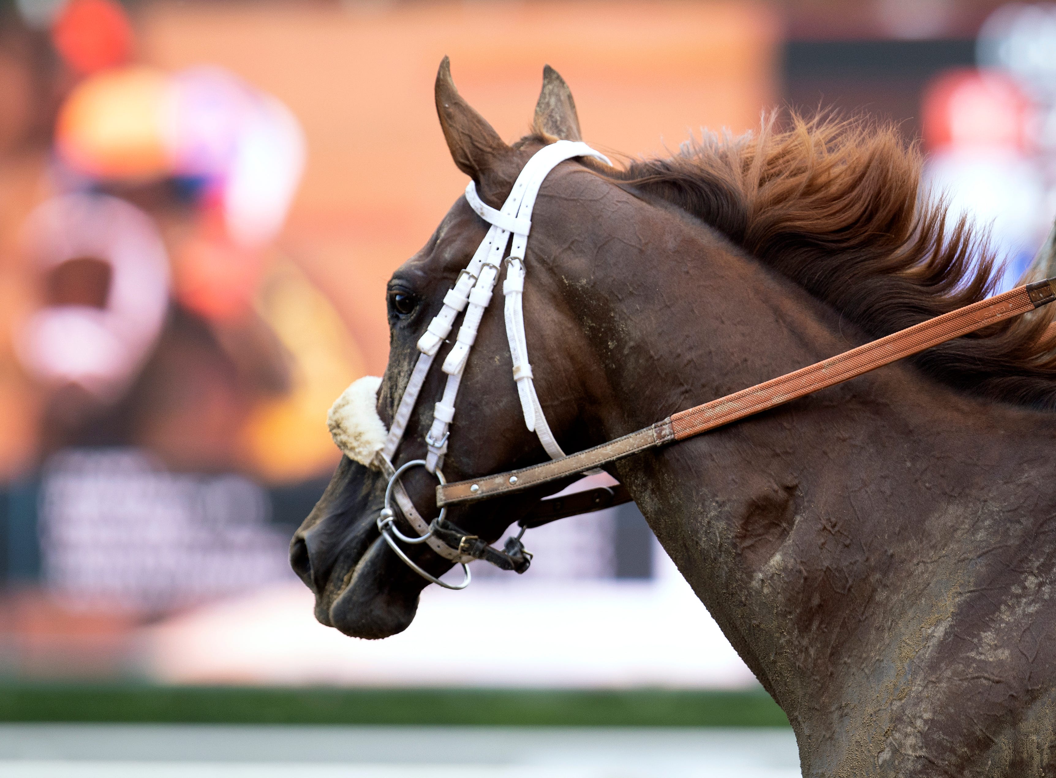 Trio of Kentucky Oaks winners among the stars at FasigTipton November sale